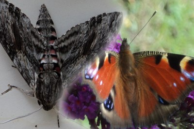 Casa e Giardino delle Farfalle