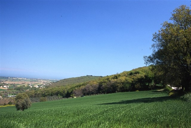 Castelfidardo Panorama Selva CEA