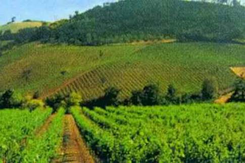 Profumi di vini e spumanti vi guidano tra i borghi medievali: Serrapetrona e Loro Piceno